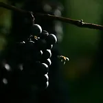 Alojamento de Turismo Rural Kmetija Stekar