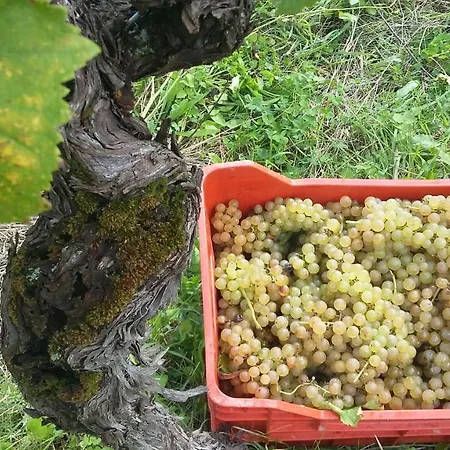 Kmetija Stekar Kojsko