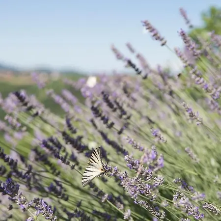 Kmetija Stekar 农家乐 *