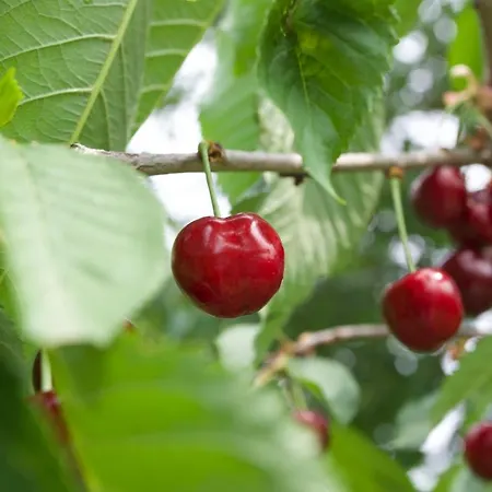 Kmetija Stekar Kojsko