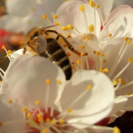 Kmetija Stekar Kojsko