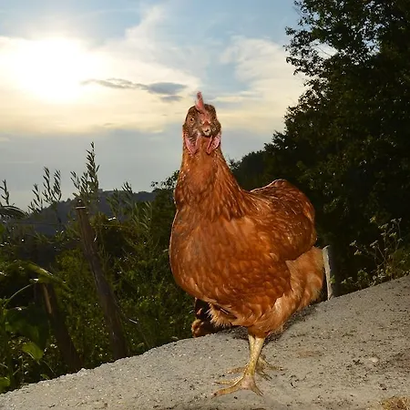 Farm stay Kmetija Stekar