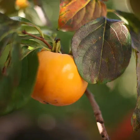 Agroturismo Kmetija Stekar Kojsko