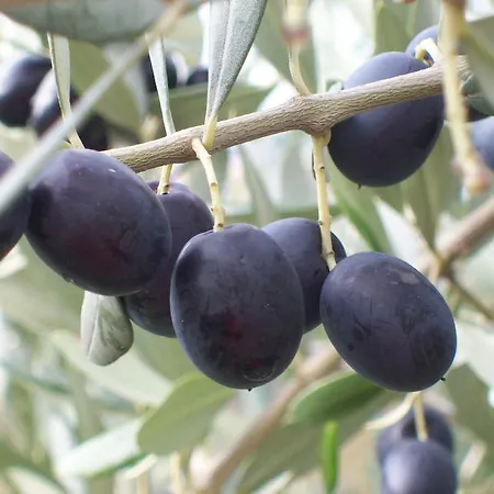 Farma Kmetija Stekar