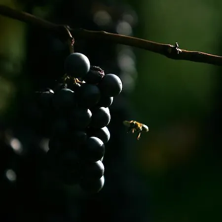 农家乐 Kmetija Stekar