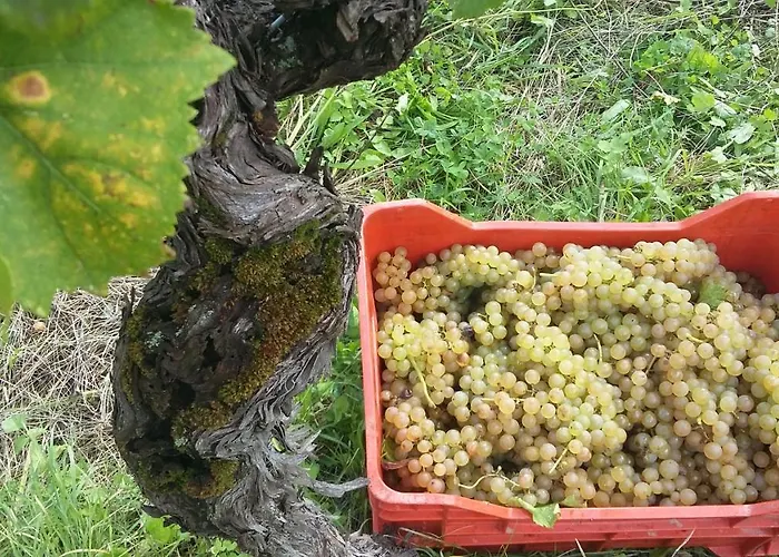 Kmetija Stekar Kojsko