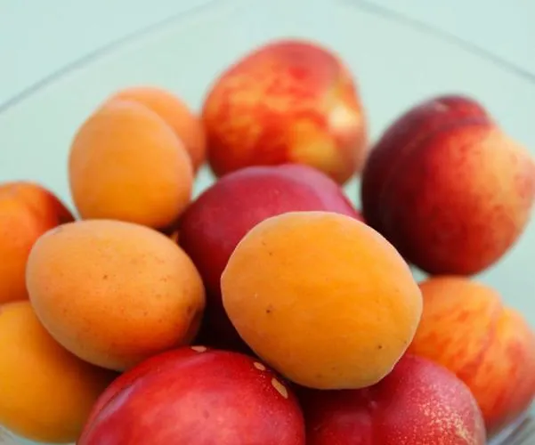 Kmetija Stekar Vakantieboerderij