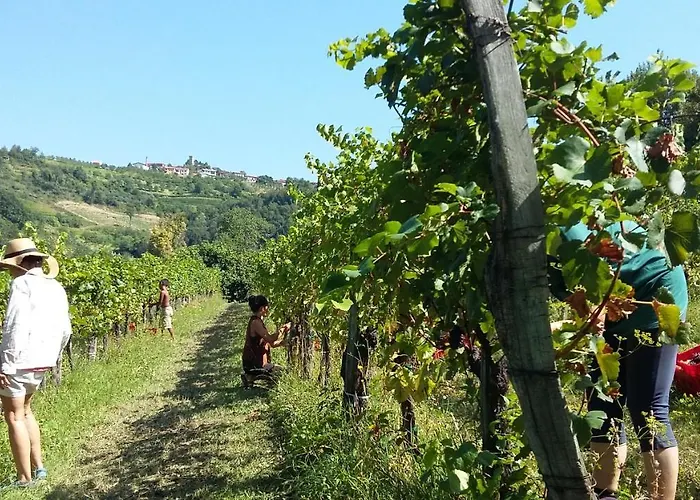 팜스테이 Kmetija Stekar