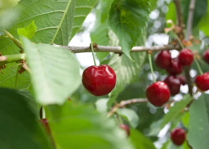 Kmetija Stekar Kojsko