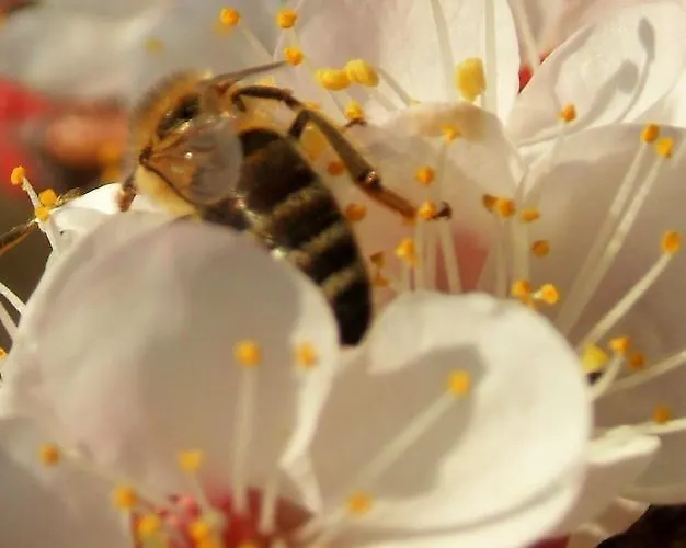 Kmetija Stekar Kojsko
