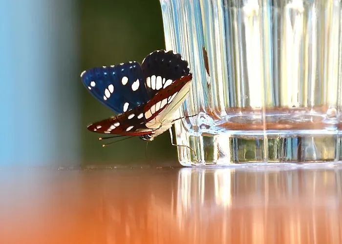 Kmetija Stekar Kojsko