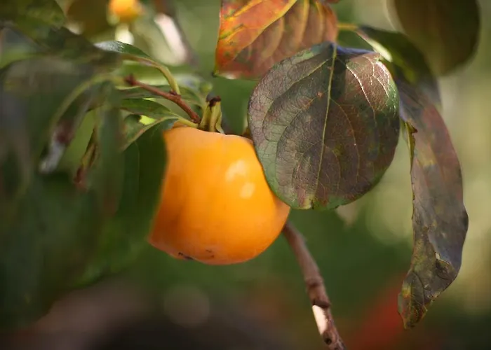 팜스테이 Kmetija Stekar Kojsko