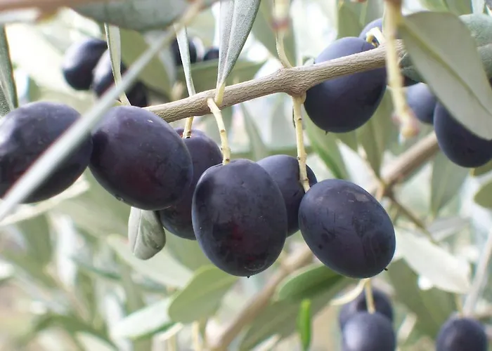 Vakantieboerderij Kmetija Stekar