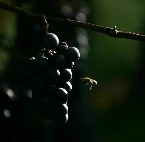 팜스테이 Kmetija Stekar