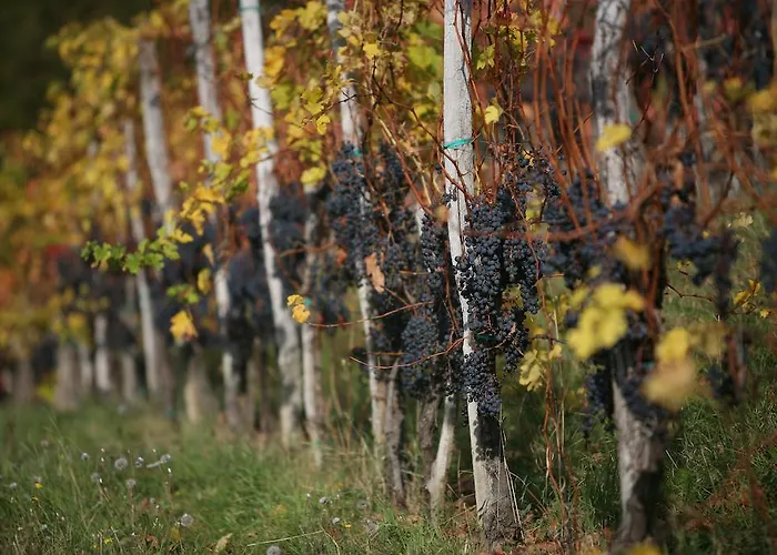 Vakantieboerderij Kmetija Stekar